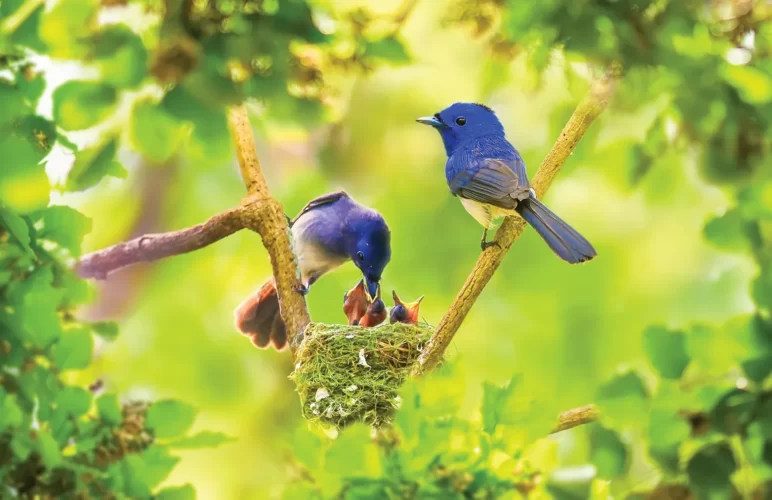 Homegrown National Park and Cornell Lab of Ornithology partner to promote bird-friendly habitats